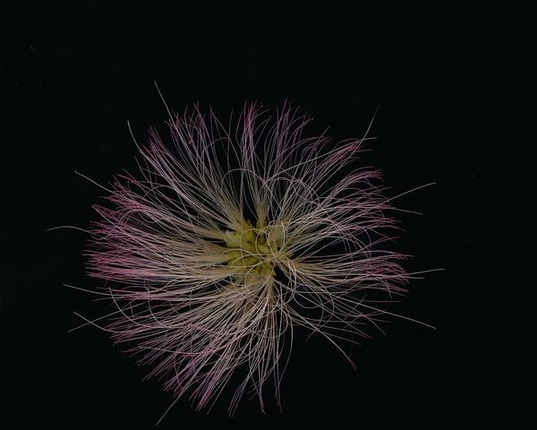 Mimosa tree's flower...