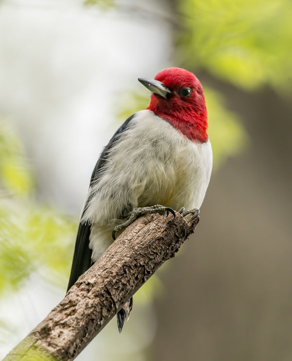red headed woodpecker...