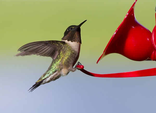 Ruby Throated male humming bird...