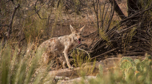 This coyote was drinking from a nearby (artificial...