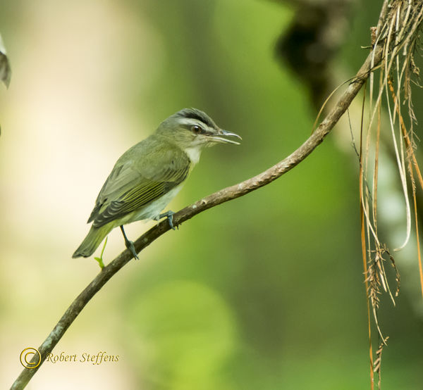 Red-eyed Vireo...