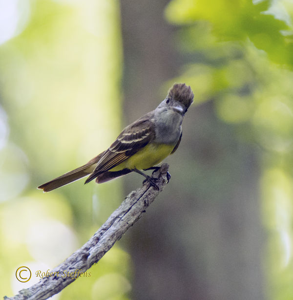 Great Crested Flycatcher...