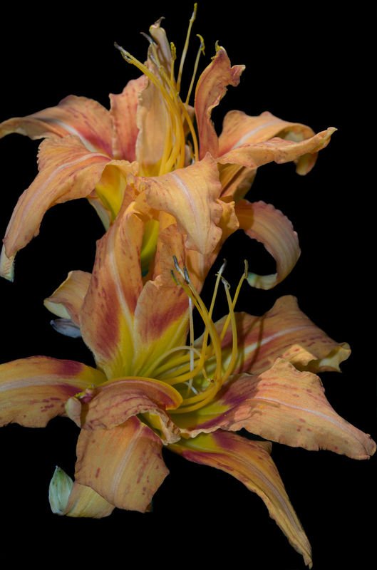 Day lilies in muted orange and pinks....