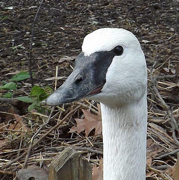trumpeter swan at zoo...