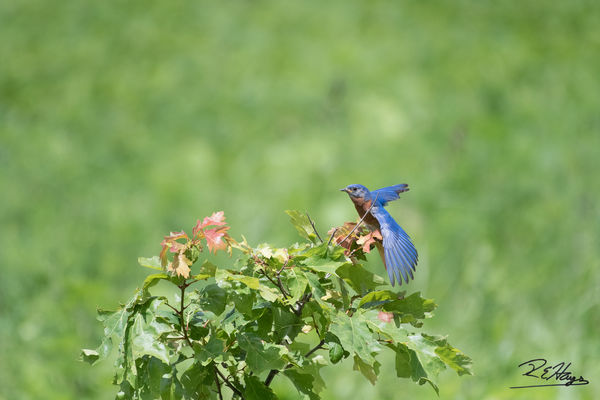 Eastern Blue bird...