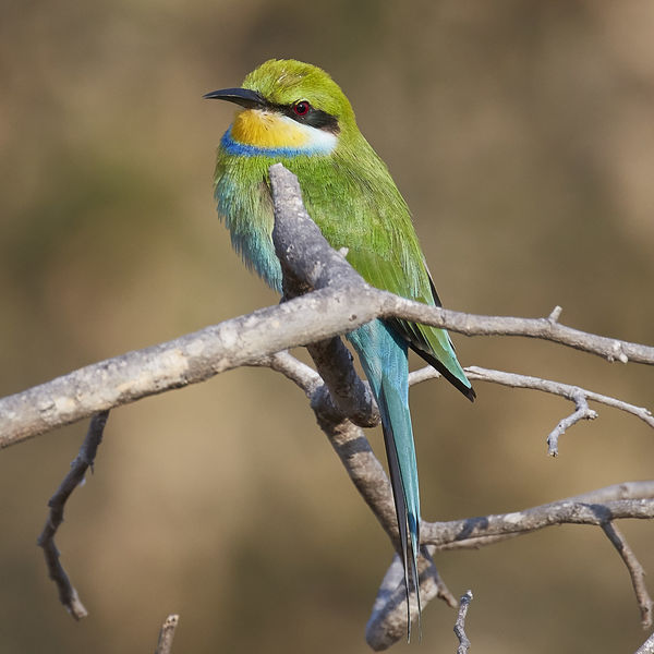 Swallow-tailed bee eater...
