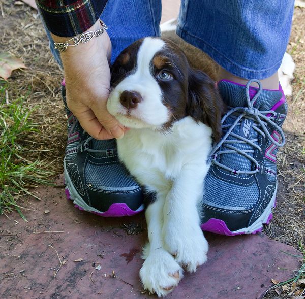 One of my pups with sneakers, too!...