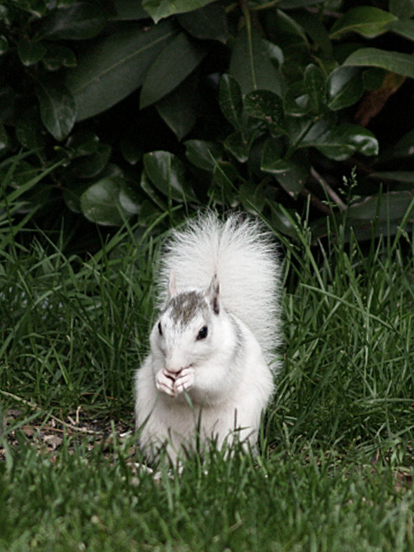 White Squirrel...