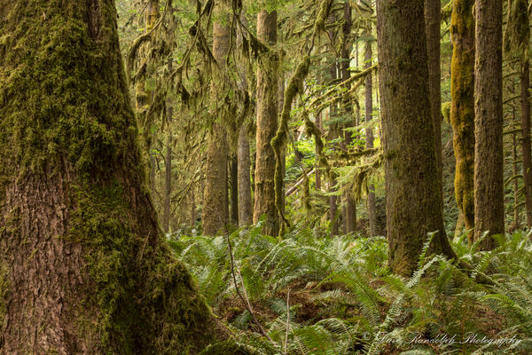 Moss covered trees and large ferns...