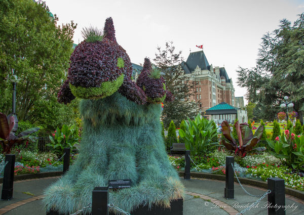 Killer Whale Topiary...