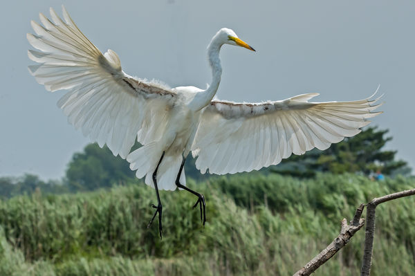 Great White Egret...