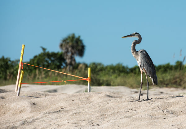 A GBH stands guard at a one of the marked nests...
