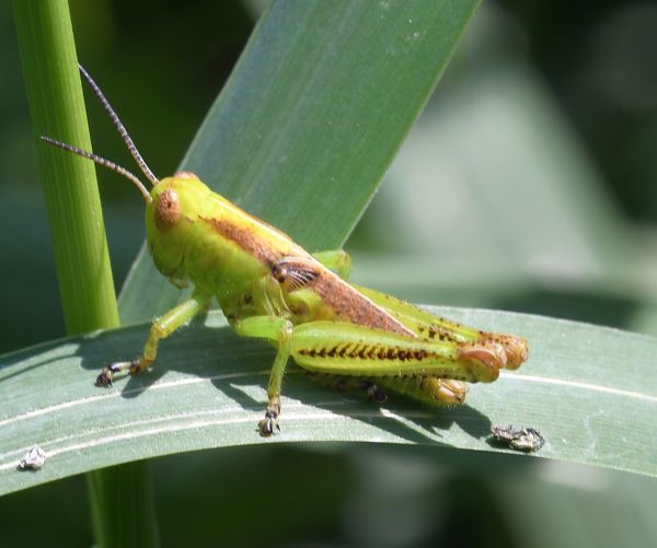 Differential Grasshopper...