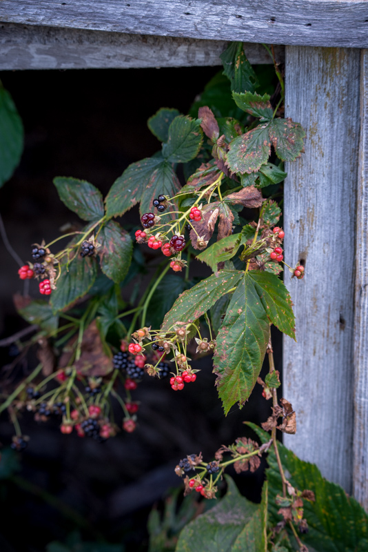 These wild raspberries will grow anywhere - includ...