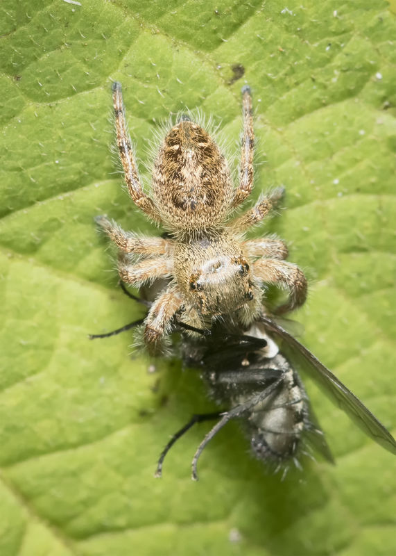 Jumping Spider With Prey...