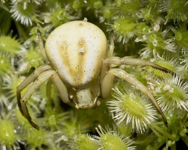 Crab Spider...