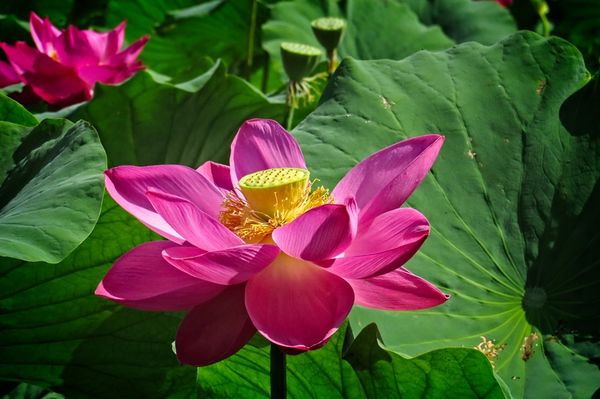 Pond Lotus...