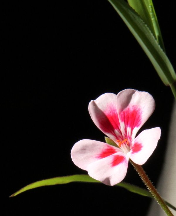 small geranium...