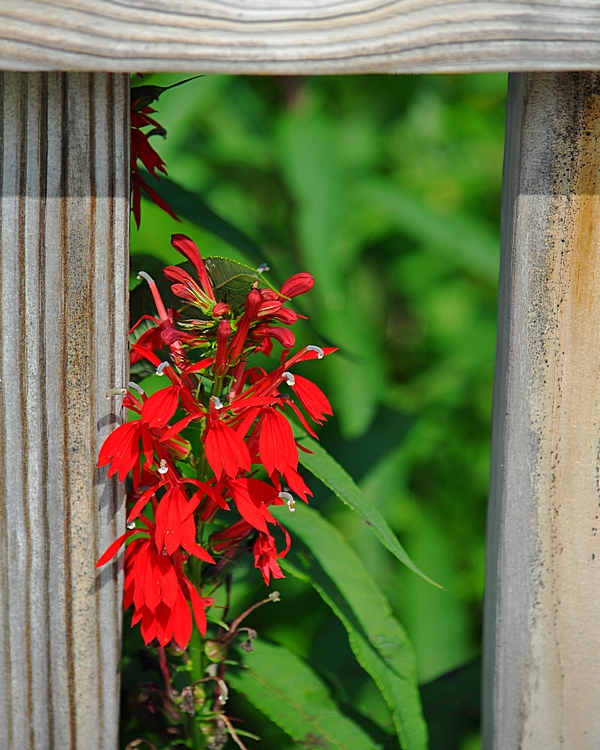 10. Little red wild flowers....