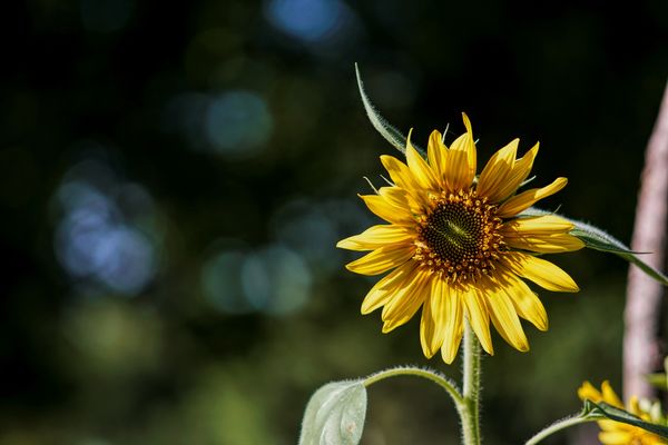 Sun flower, I like the bokeh...