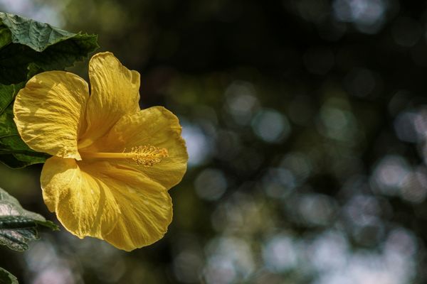 Hibiscus, another bokeh i liked....