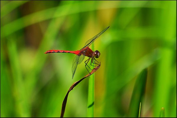 1. Red Dragonfly...