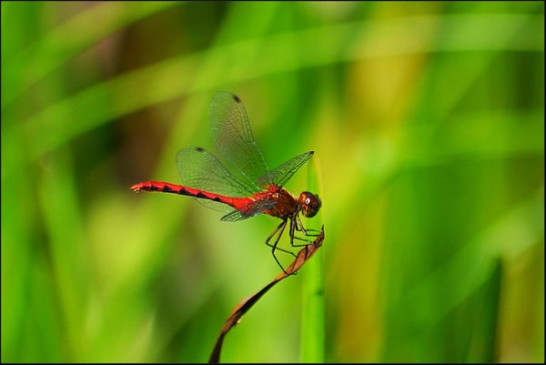 2. Red Dragonfly, little different angle....