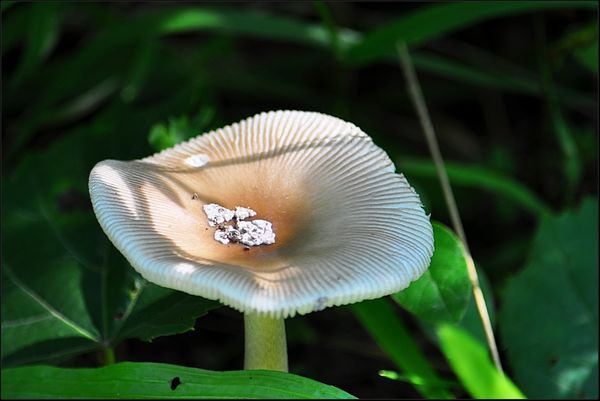 3. A mushroom....