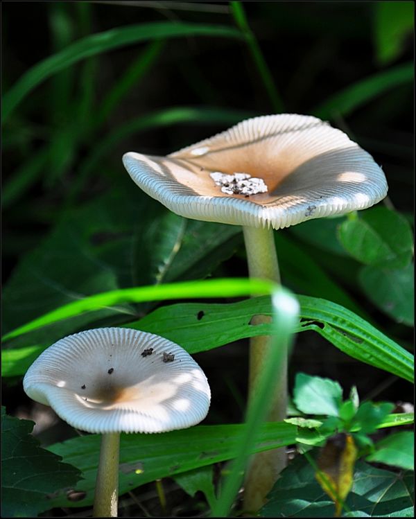 4. A pair of mushrooms....