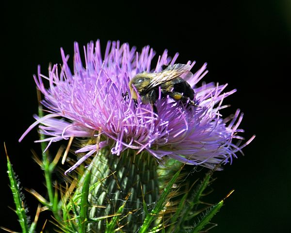 6. Bee on flower....