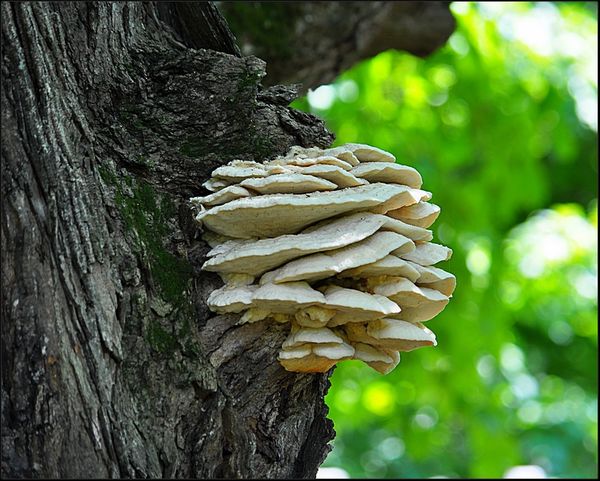 8. A large fungus growth on old tree....