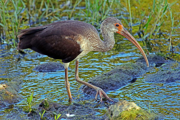 Juvie Ibis And Bird Id !? Shot These Yesterday Here In Florida. I Think 