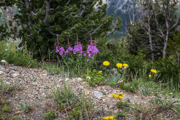 The wildflowers along the road were pretty....