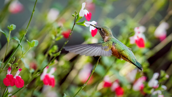 Rufous hummingbird Estes Park, Co: I wish I had taking taking a little ...