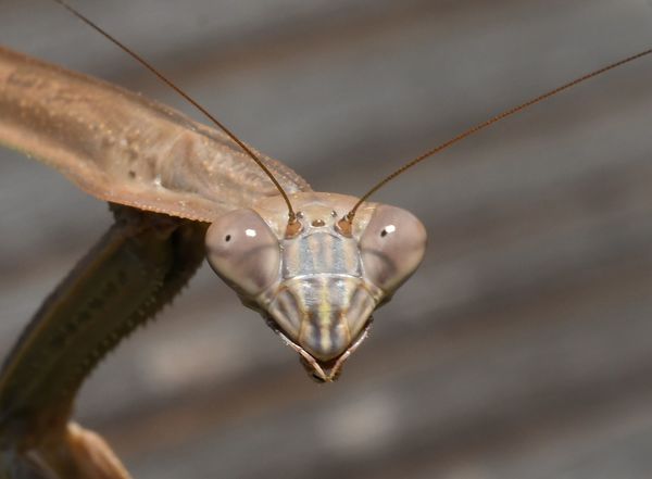 Chinese Mantis Face...