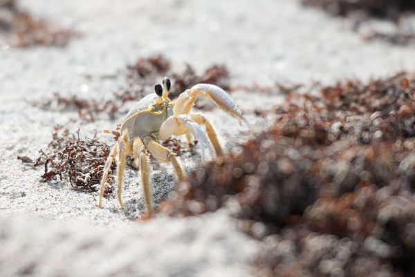 This Ghost Crab is standing its ground...