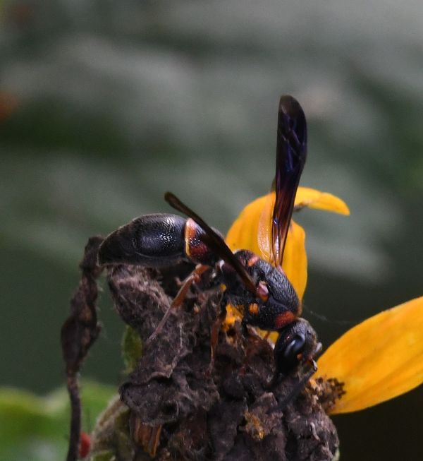 Need ID help with this small wasp...