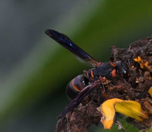 Another view of the small wasp...