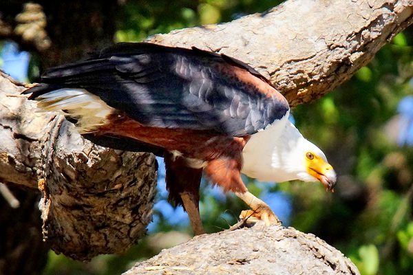 African fish eagle eating a fish...