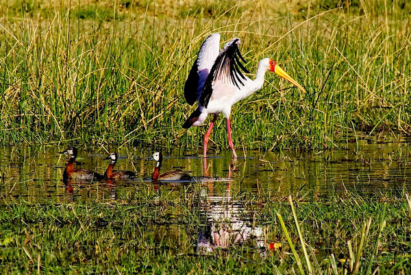 yellow billed stork and white faced ducks...