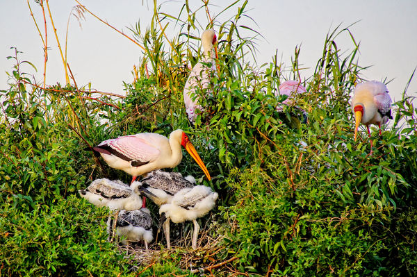 yellowbilled storks with young...