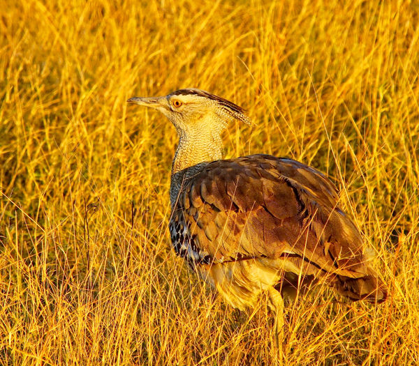 Kori Bustard--the National Bird of Africa...
