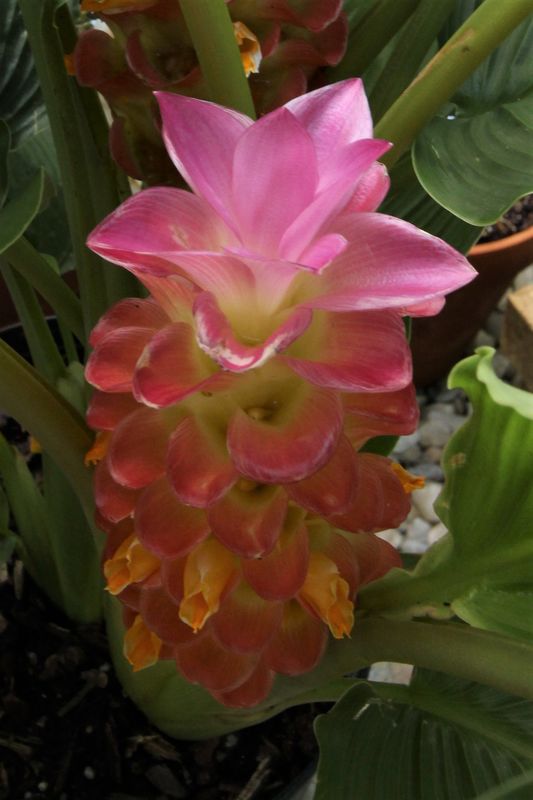 Curcuma. Recently purchased. I'm learning that it ...