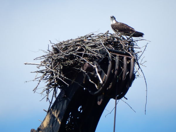Osprey Nest on Old Crane...