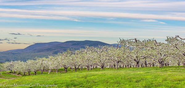 Apple orchard scene in spring...