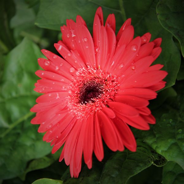 Gerbera - hasn't bloomed much this year due to all...