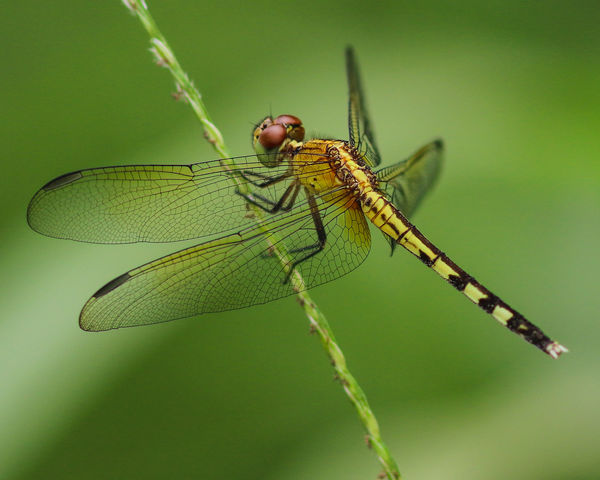 Costa Rica Expedition Series: Part 5 - Dragonflies: During the 10 day ...