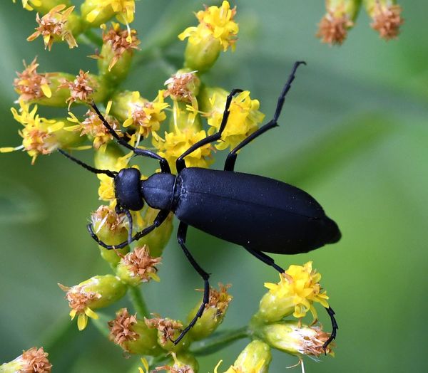 Black Blister Beetle...