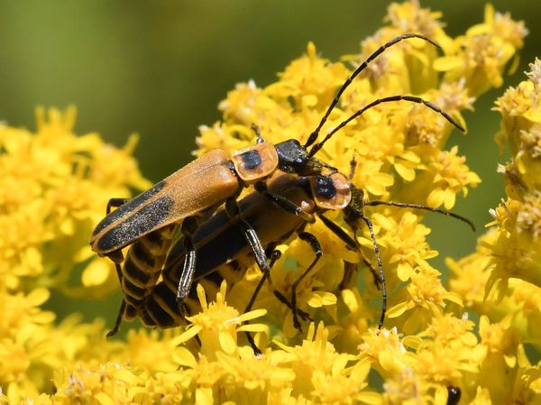 Goldenrod Soldier Beetles Mating...