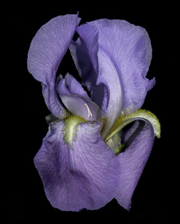 From my iris garden...